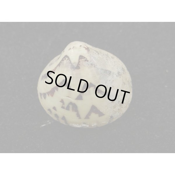 画像2: マルオミナエシ (2)