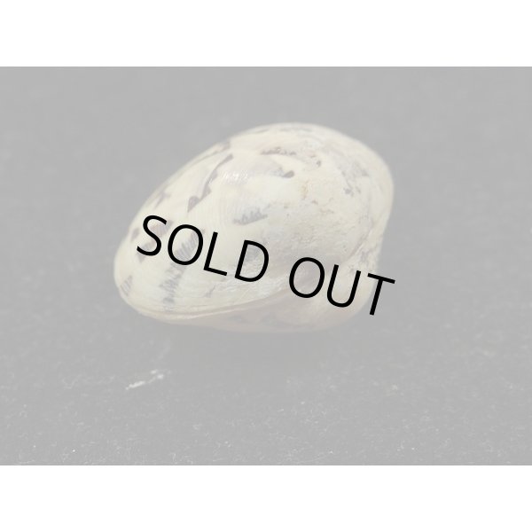 画像3: マルオミナエシ (3)