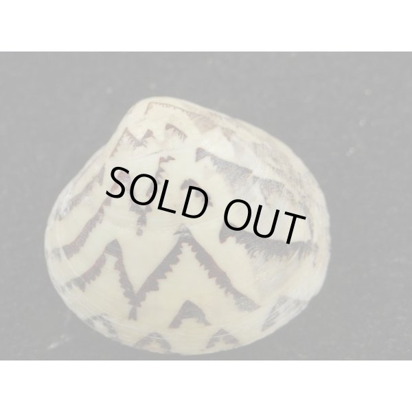 画像2: マルオミナエシ (2)