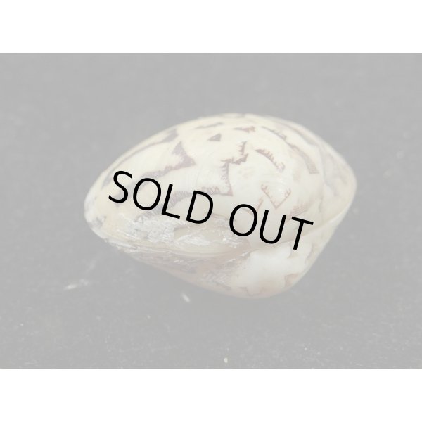 画像3: マルオミナエシ (3)