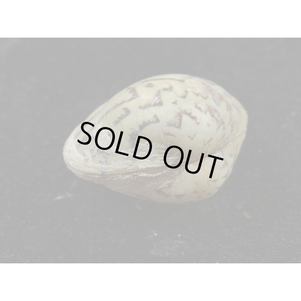 画像3: マルオミナエシ (3)