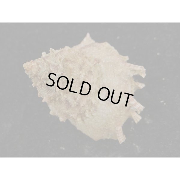 画像2: カミナリサザエ (2)