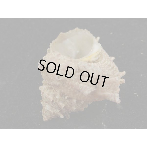 画像3: カミナリサザエ (3)