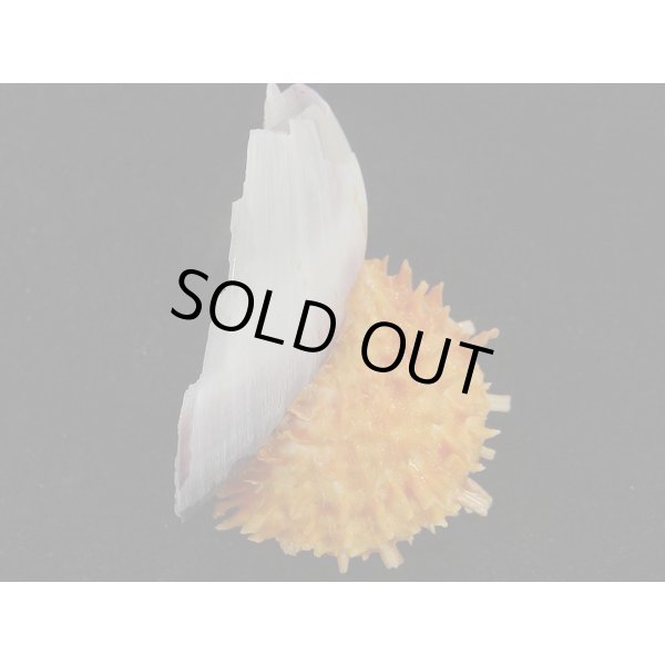 画像2: カバトゲウミギク (2)