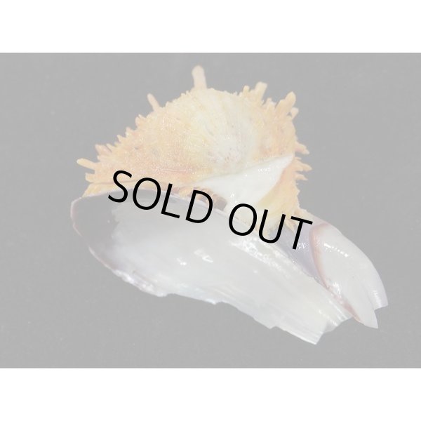 画像3: カバトゲウミギク (3)