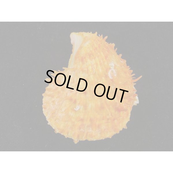 画像2: カバトゲウミギク (2)