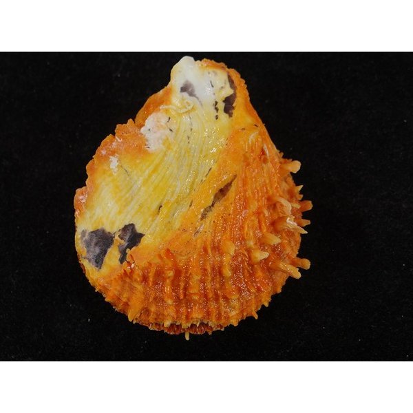 画像2: カバトゲウミギク (2)