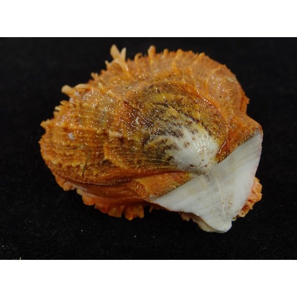 画像3: カバトゲウミギク (3)