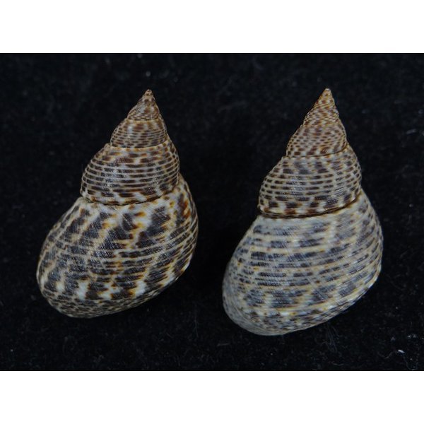 画像2: ウズラタマキビ (2)