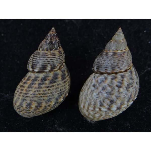 画像2: ウズラタマキビ (2)