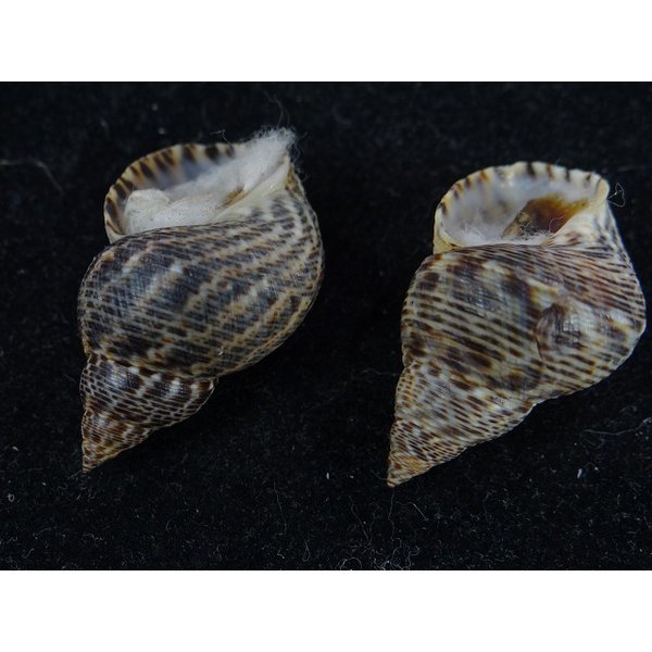 画像3: ウズラタマキビ (3)