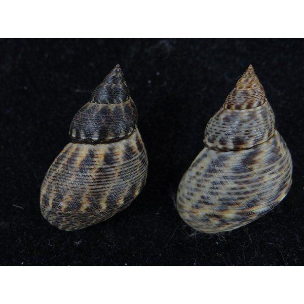 画像2: ウズラタマビキ (2)