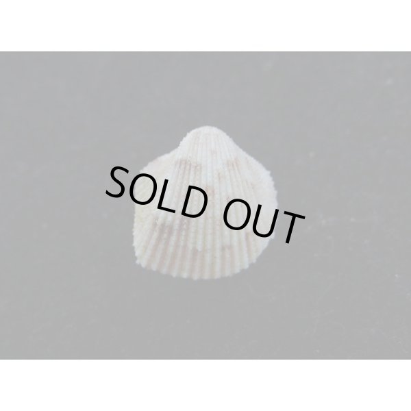 画像2: ハナザル (2)