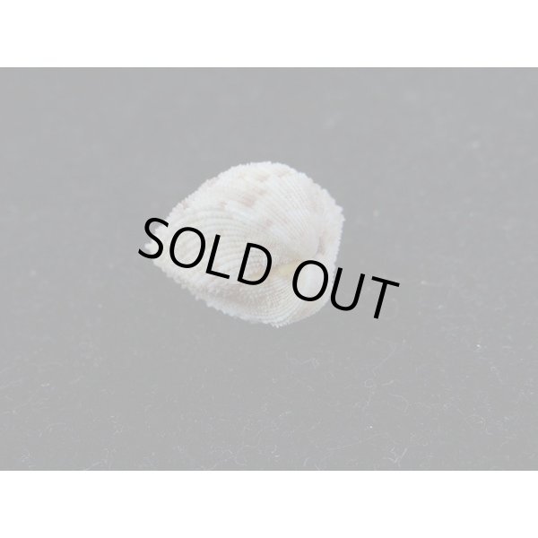 画像3: ハナザル (3)