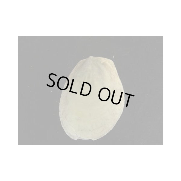 画像2: コサメオオハネガイ (2)