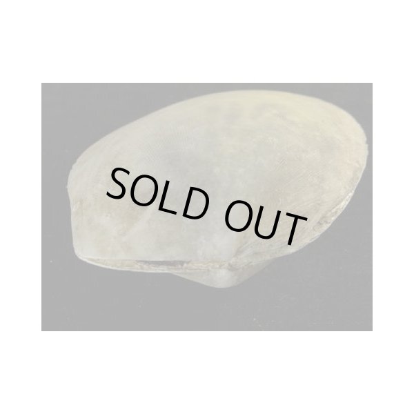 画像3: コサメオオハネガイ (3)