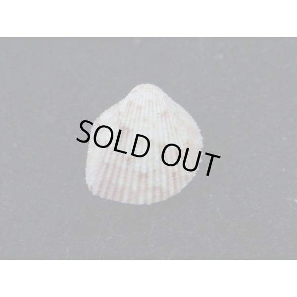 画像2: ハナザル (2)