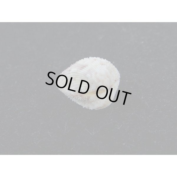 画像3: ハナザル (3)