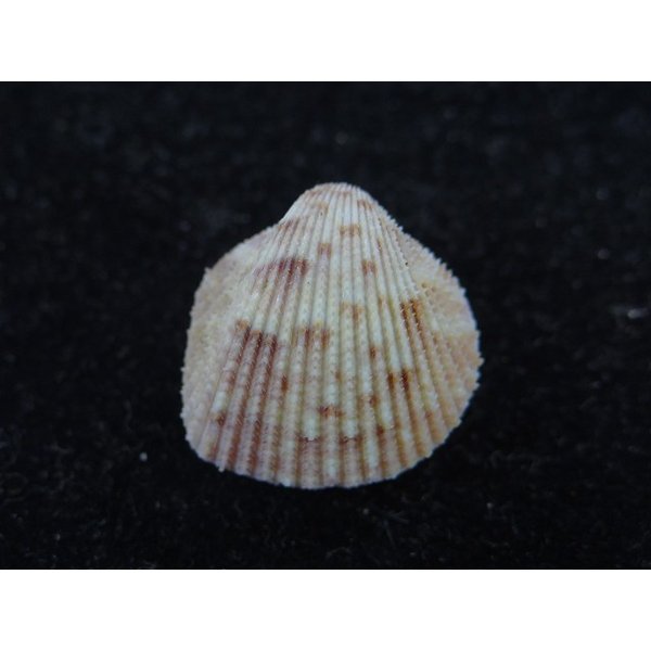 画像2: ハナザル (2)