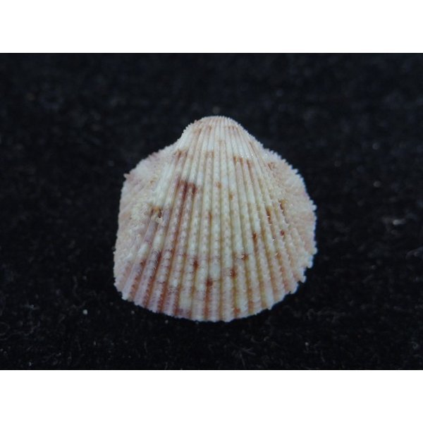 画像2: ハナザル (2)