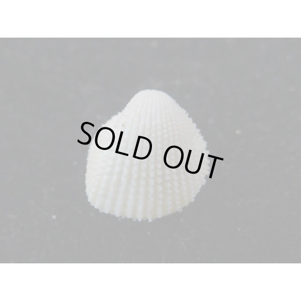 画像2: シロザル (2)