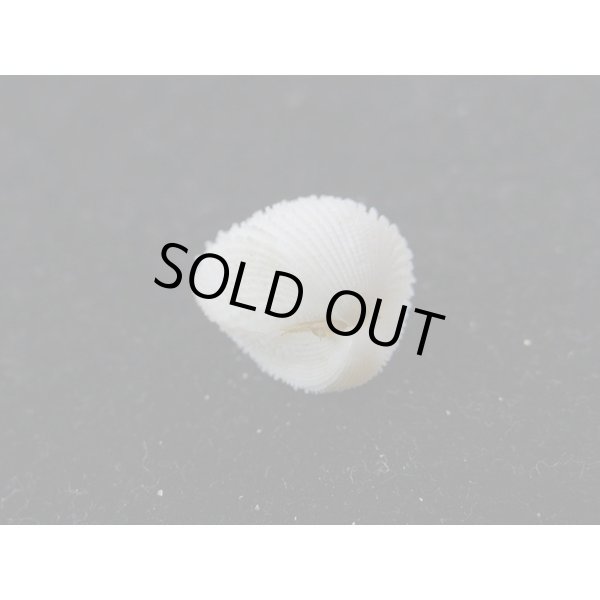 画像3: シロザル (3)