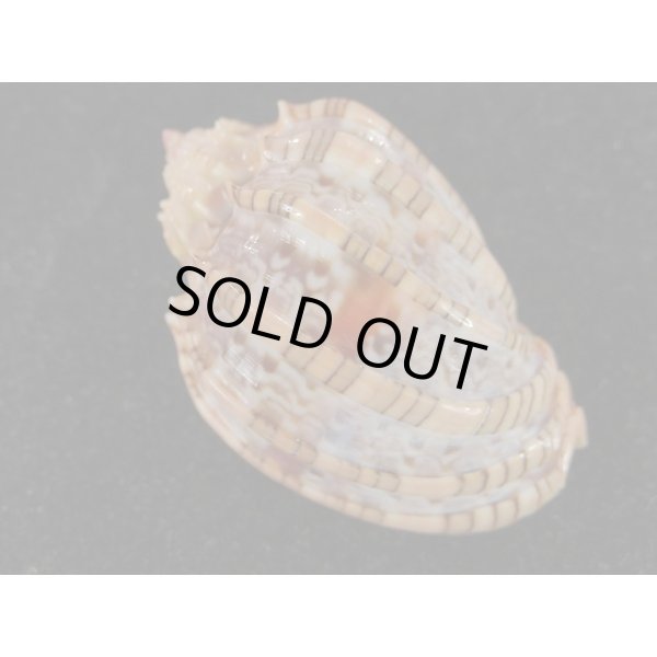 画像2: ベニオビショッコウラ (2)