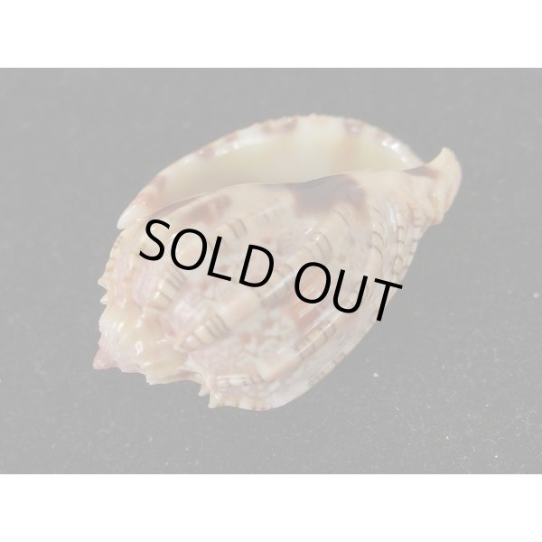 画像3: ベニオビショッコウラ (3)