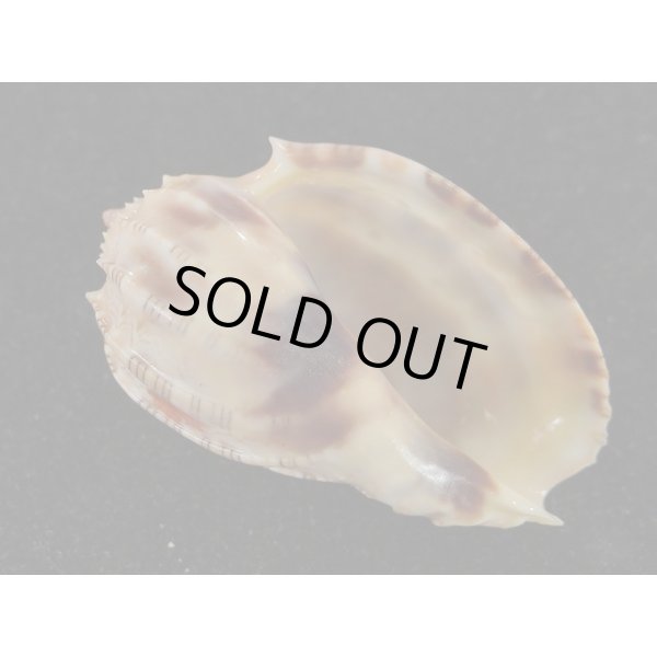 画像1: ベニオビショッコウラ (1)