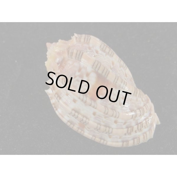 画像2: ベニオビショッコウラ (2)