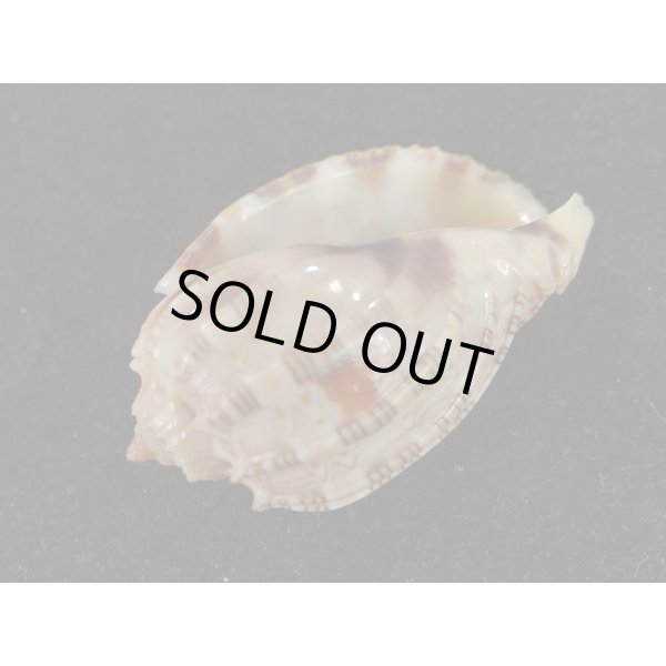 画像3: ベニオビショッコウラ (3)