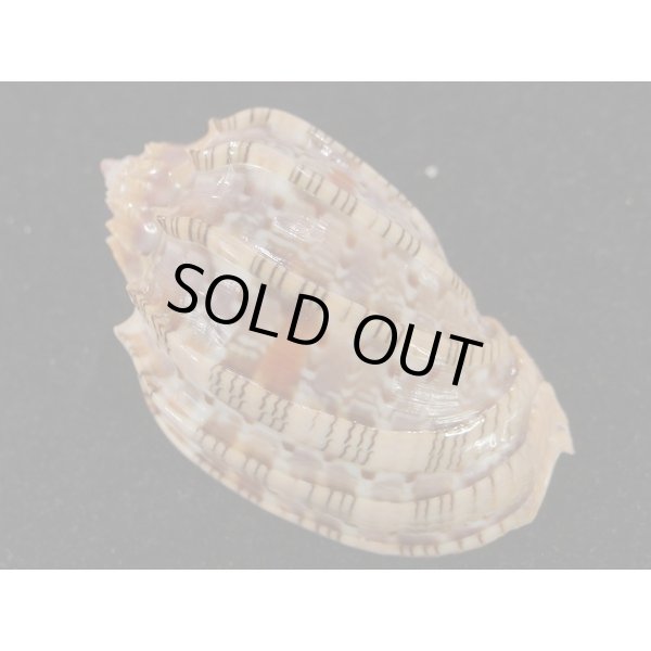 画像2: ベニオビショッコウラ (2)