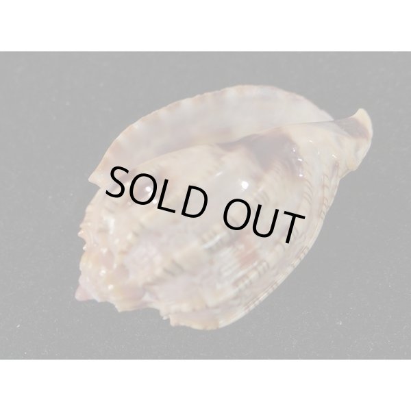 画像3: ベニオビショッコウラ (3)