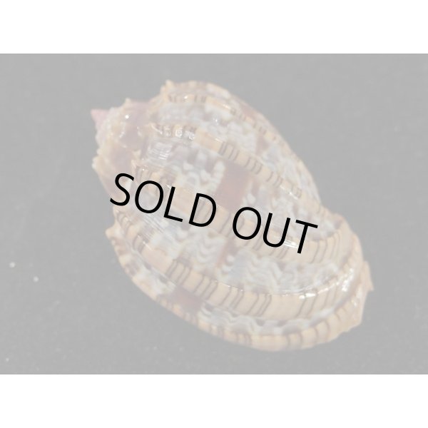 画像2: ベニオビショッコウラ (2)