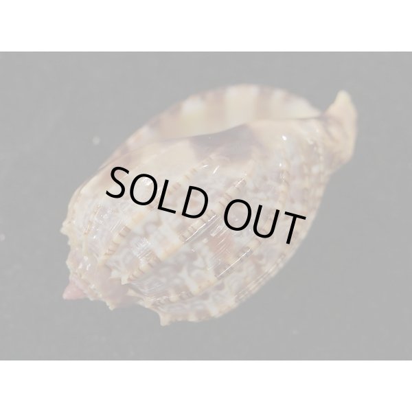 画像3: ベニオビショッコウラ (3)