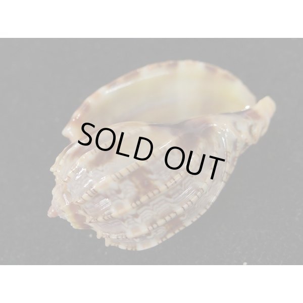 画像3: ベニオビショッコウラ (3)