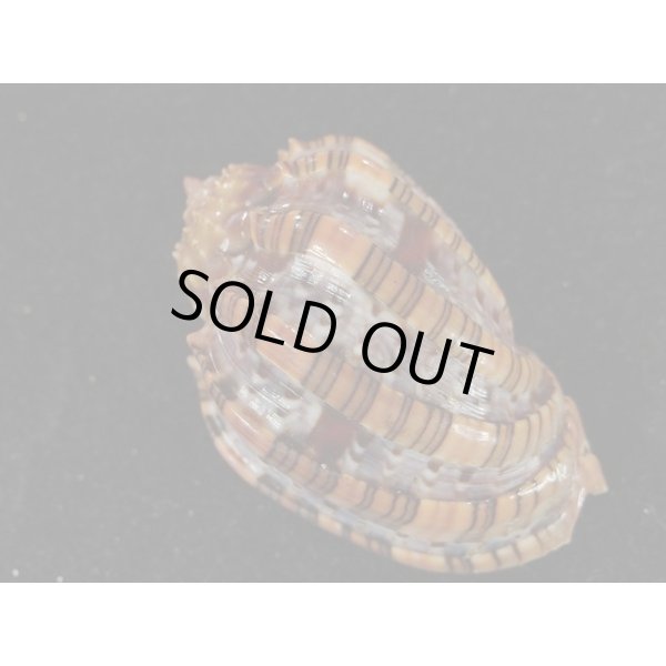 画像2: ベニオビショッコウラ (2)