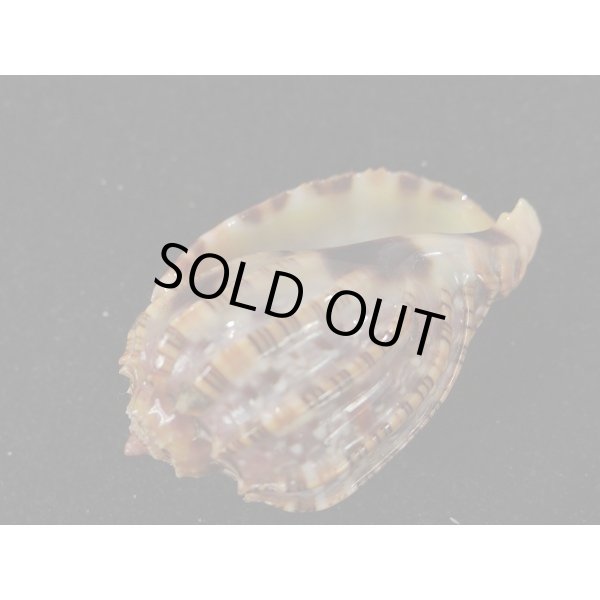 画像3: ベニオビショッコウラ (3)