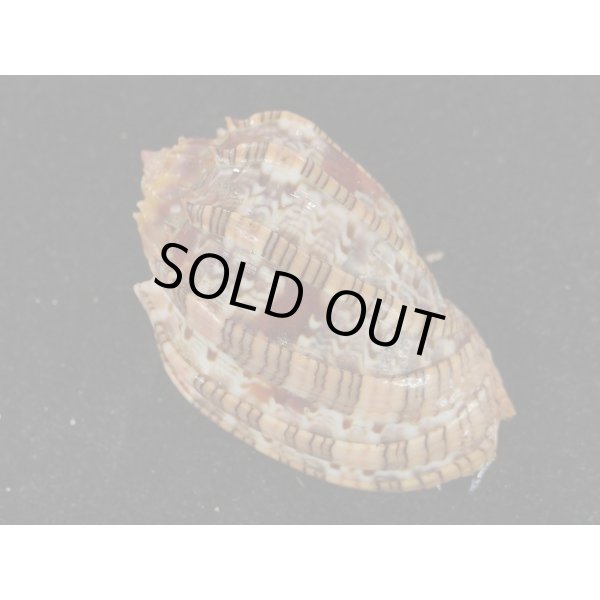 画像2: ベニオビショッコウラ (2)