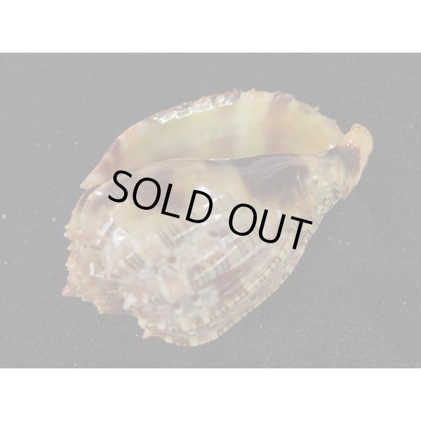 画像3: ベニオビショッコウラ (3)