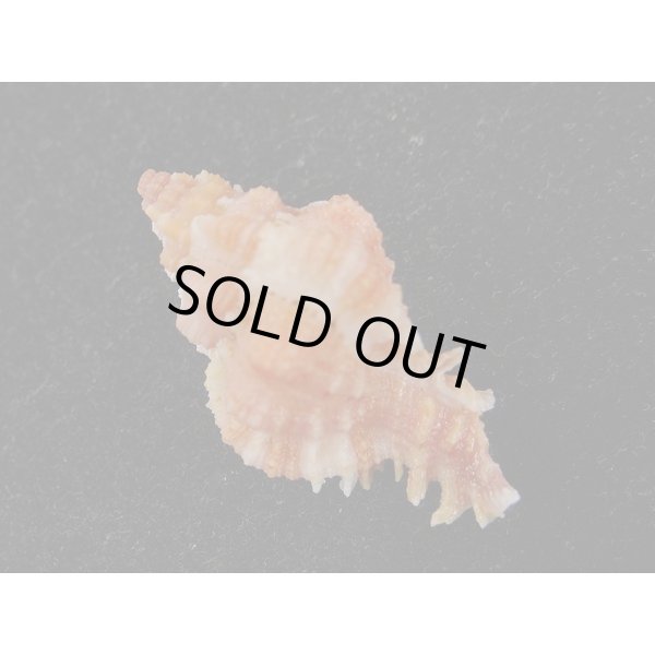 画像2: ウタヒメガンセキ (2)