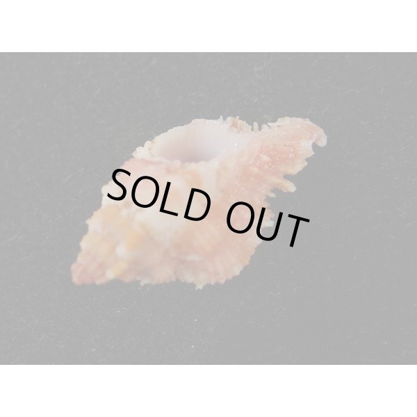 画像3: ウタヒメガンセキ (3)