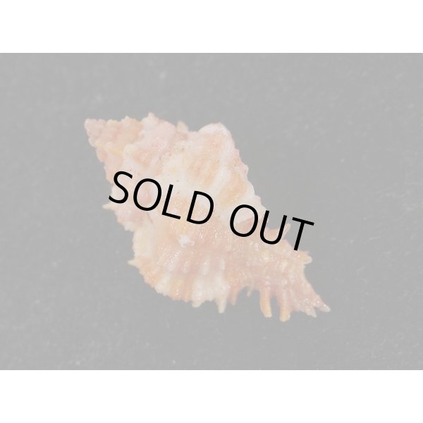 画像2: ウタヒメガンセキ (2)