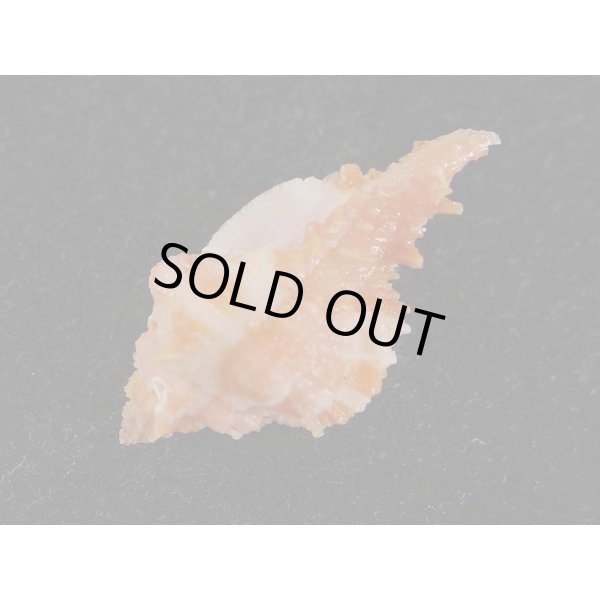 画像3: ウタヒメガンセキ (3)