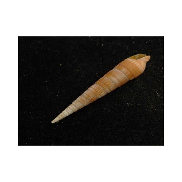 画像3: シュマダラギリ (3)