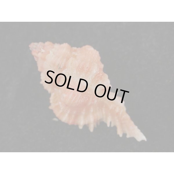 画像2: ウタヒメガンセキ (2)