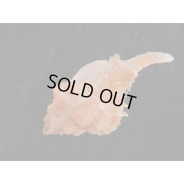 画像3: ウタヒメガンセキ (3)