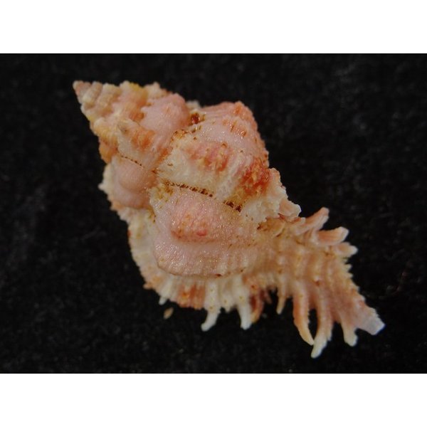 画像2: ウタヒメガンセキ (2)