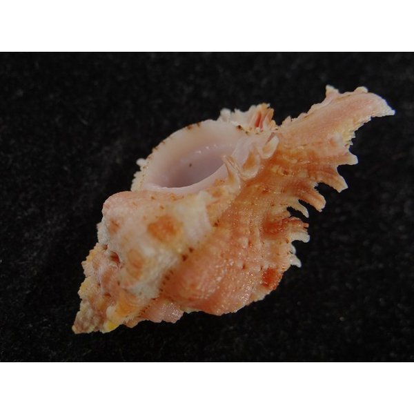 画像3: ウタヒメガンセキ (3)