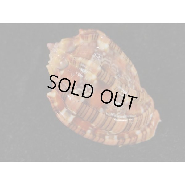 画像2: ベニオビショッコウラ (2)